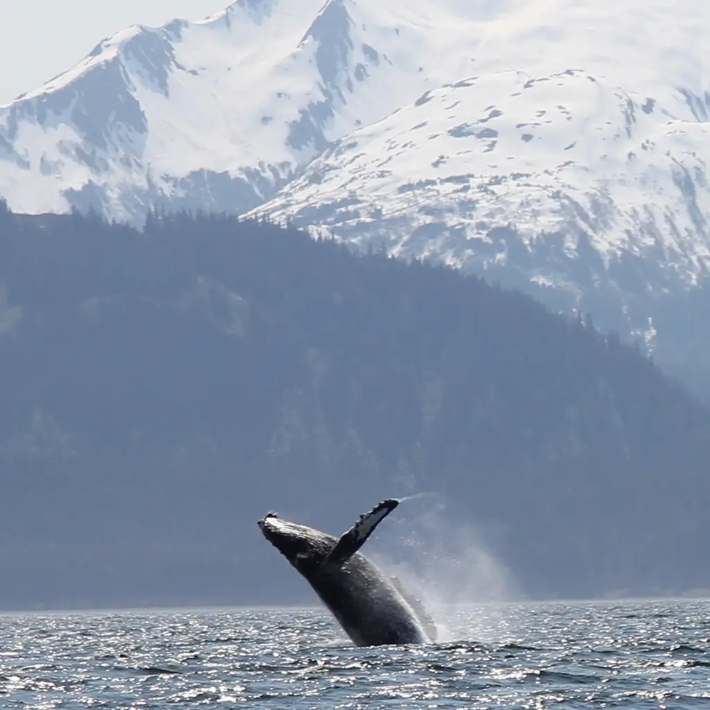 A breaching humpback whale near Juneau, Alaska, the kind of sighting small-ship wildlife tours are built around.