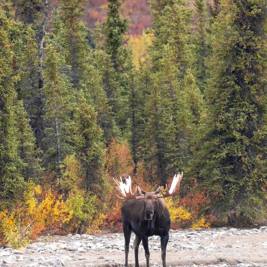 A bull moose in Denali National Park, Alaska, the kind of wildlife sighting cruisetour land packages are built around.